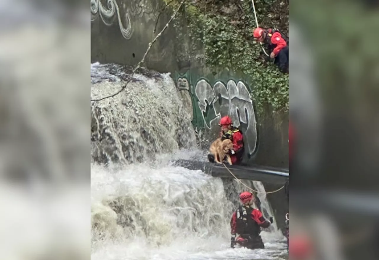 Firefighters Rescue Golden Retriever Stuck Behind Waterfall