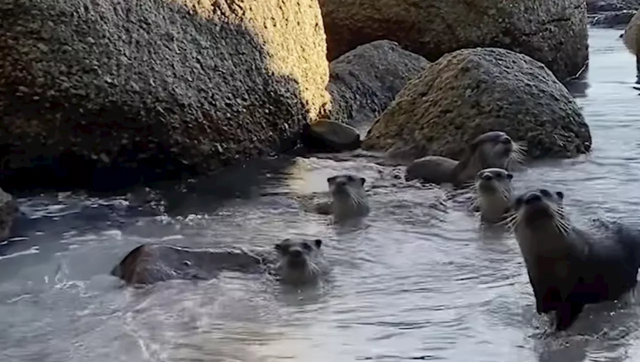 Cute Cape Clawless Otters Enjoy Summer Beach Day in Camps Bay