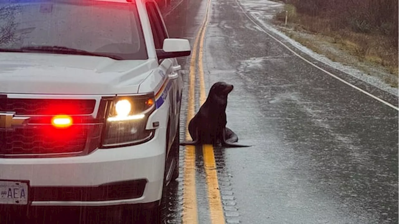 Sea Lion Stops Traffic, Receives Police Escort Back to Safety