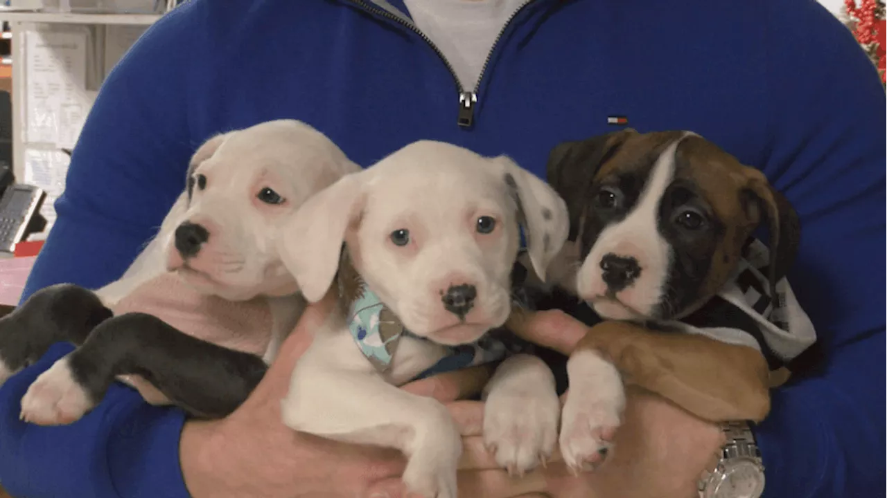 Central PA Humane Society New Shelter Breaks Ground in Spring