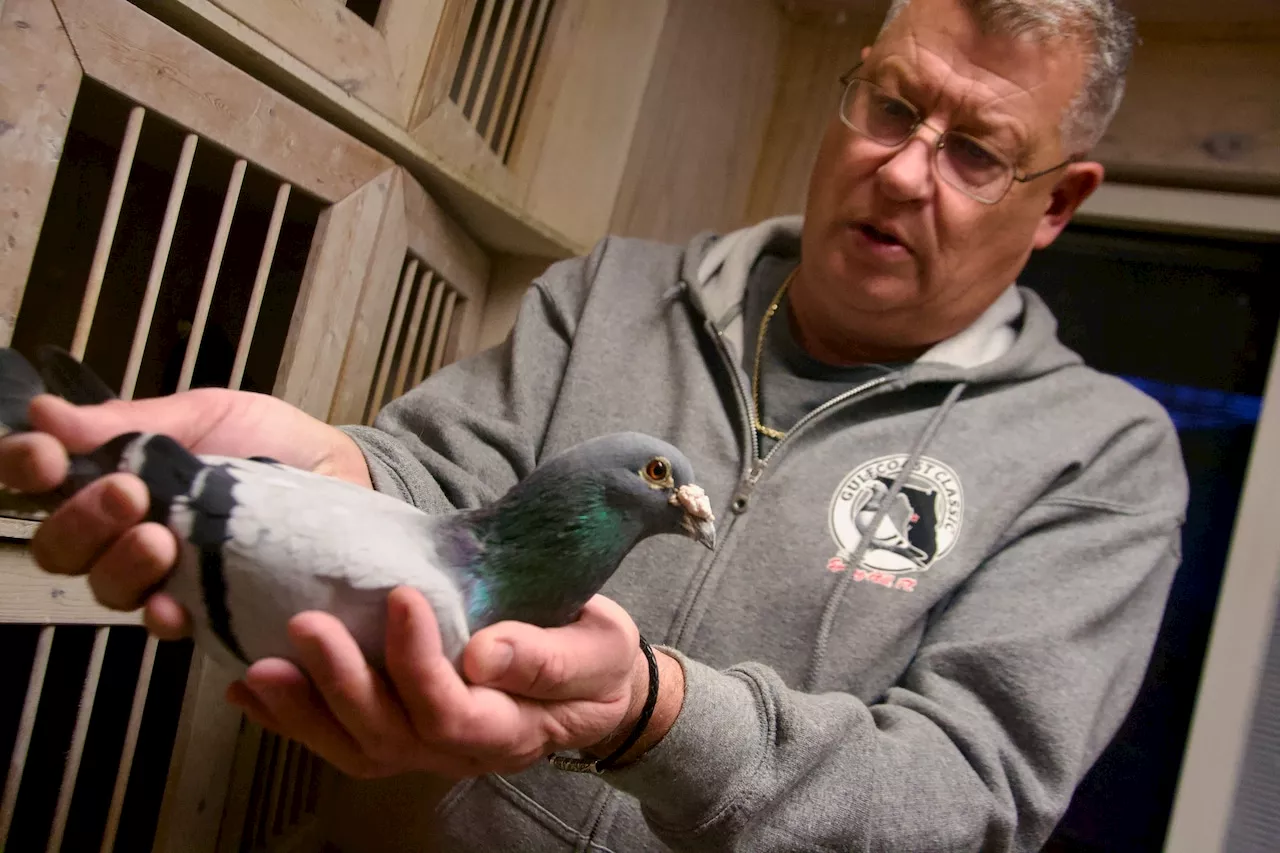 Backyard Pigeon Racing: A Legacy in Need of New Wings