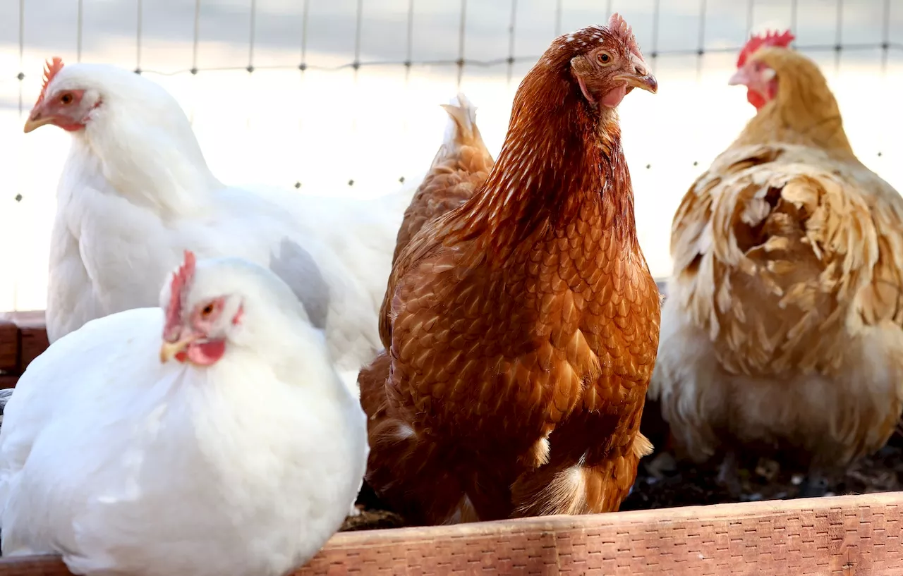 Nearly 1 Million Chickens in Ohio Test Positive for Avian Influenza