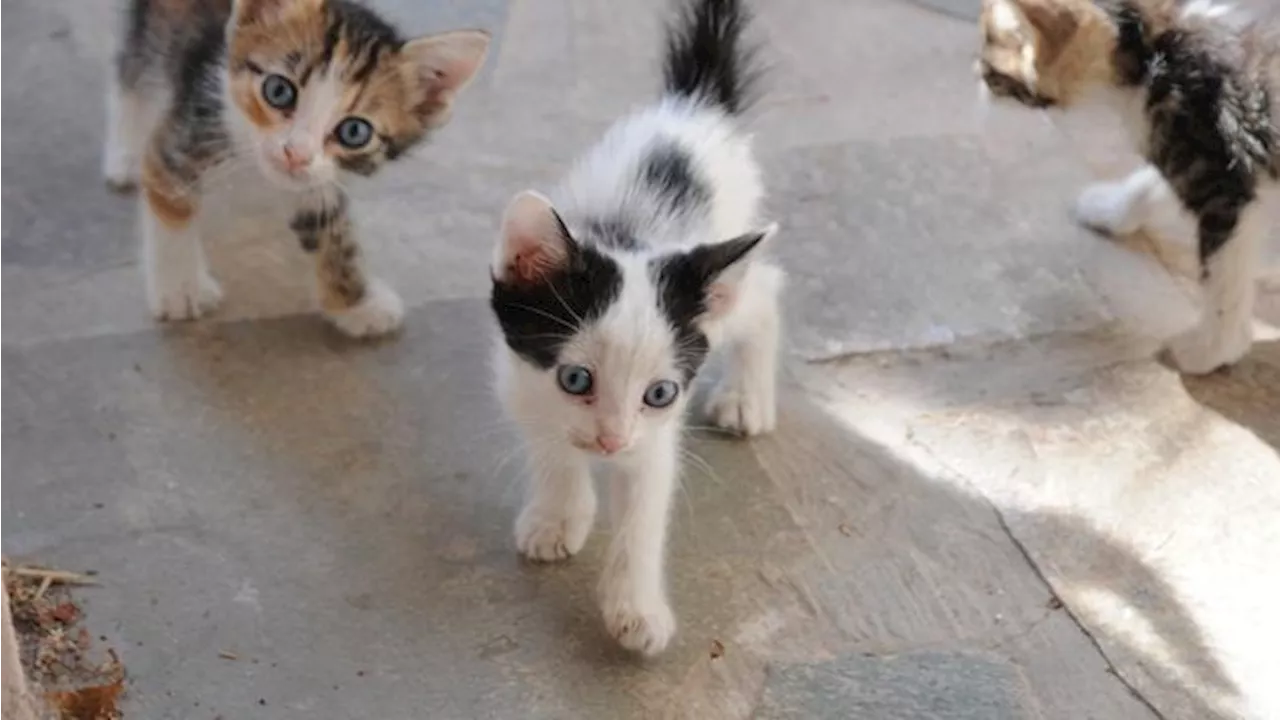 Kucing Liar di Jakarta Sorotan Media Australia