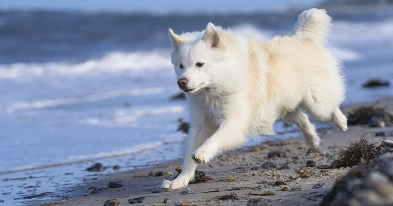 Ancient Viking Dog to Become UK Pedigree Breed