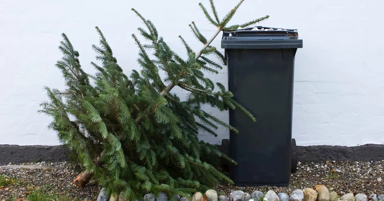 Reuse Your Christmas Tree: 7 Eco-Friendly Ideas