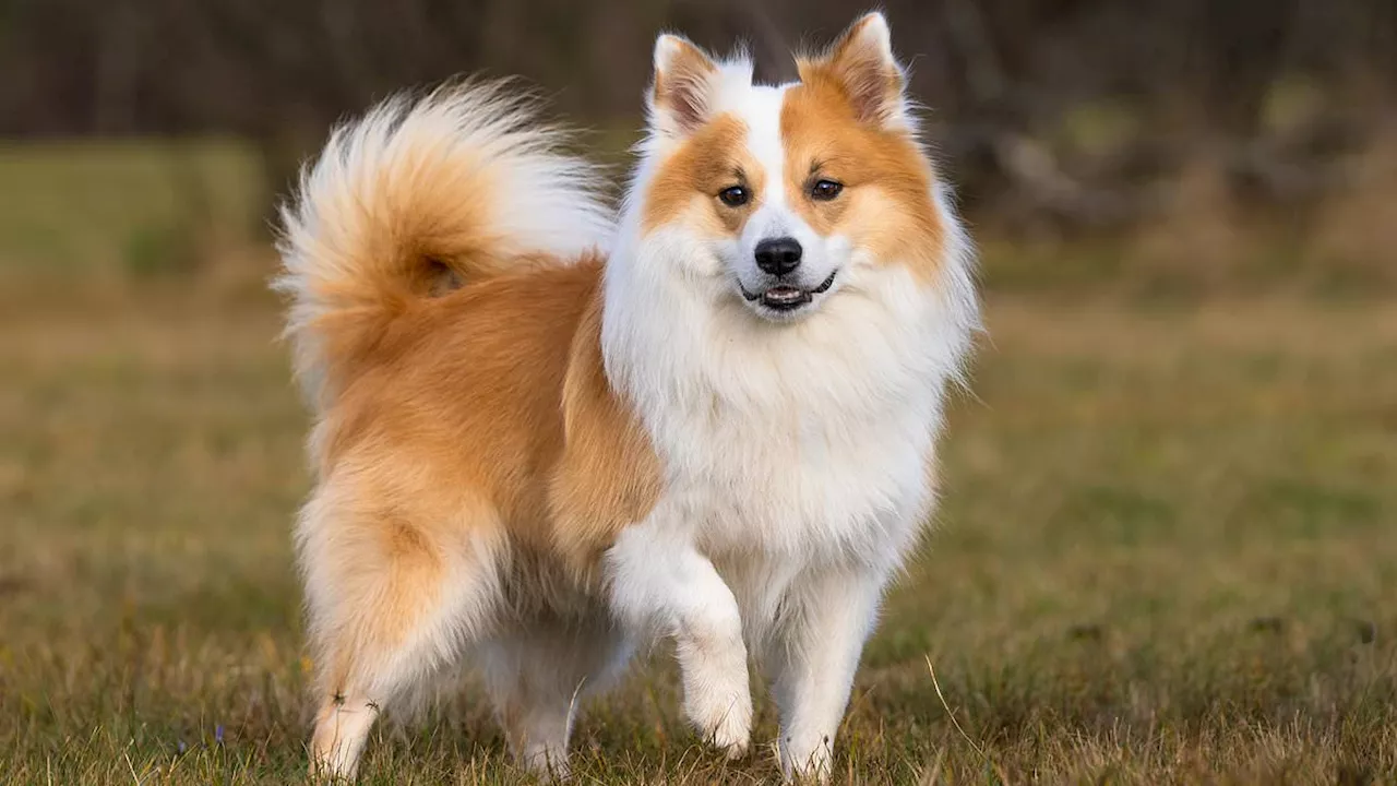 Icelandic Sheepdog Becomes 224th Recognized Breed in the UK