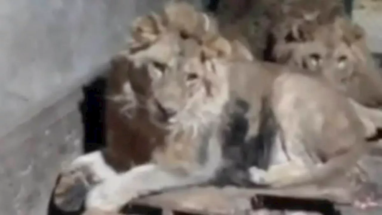 Zookeeper Fatally Attacked and Eaten by Lions While Filming for Girlfriend