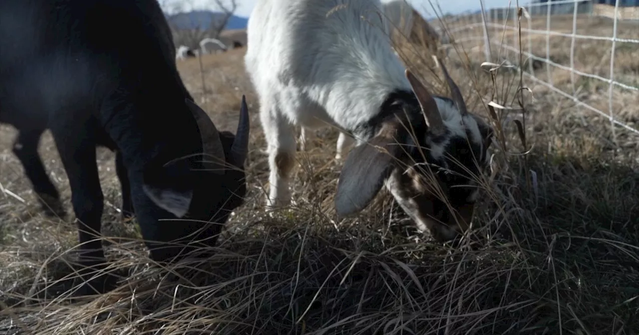 Three years after Marshall Fire, Superior bringing in goats to help mitigate wildfire risk