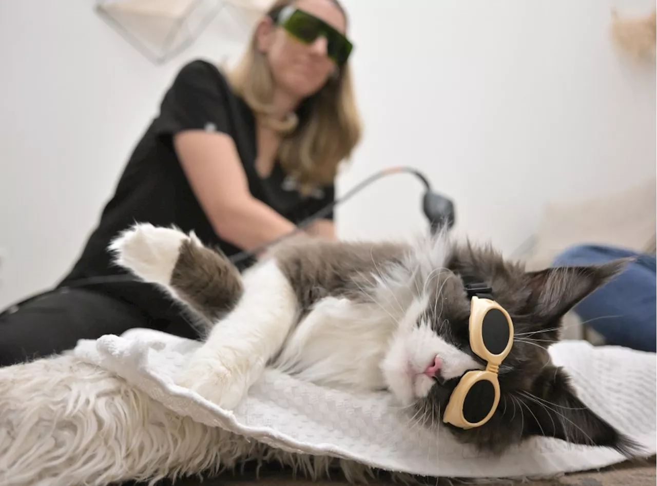 Champion Cat Gets Laser Therapy at Boulder's Walking Paws Rehab