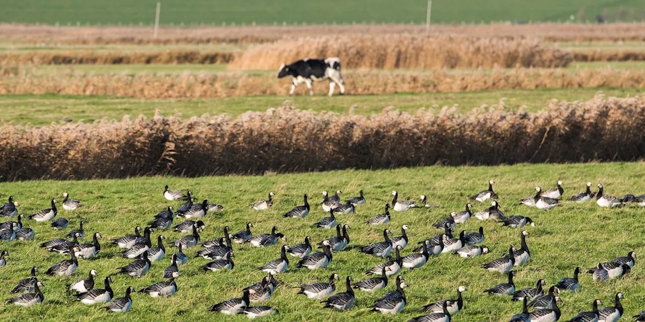 Experten warnen vor mutierendem Virus - Vogelgrippe gefährdet USA