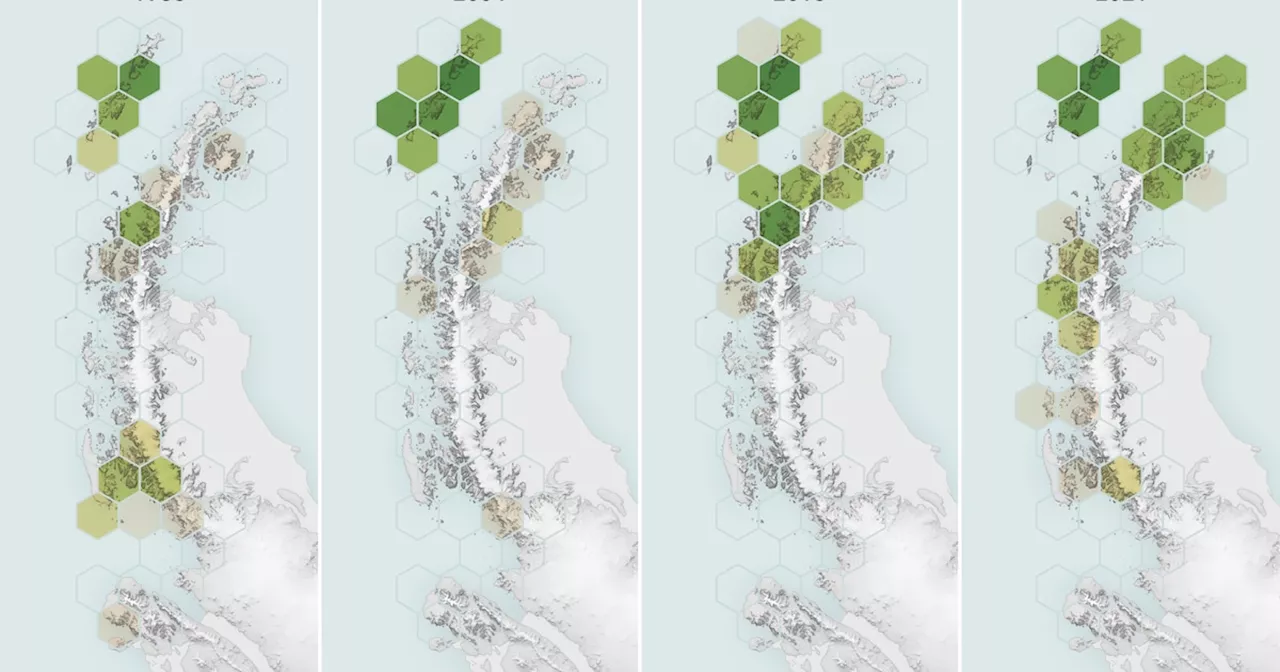 Vegetationsfläche auf der Antarktischen Halbinsel mehr als verzehnfacht