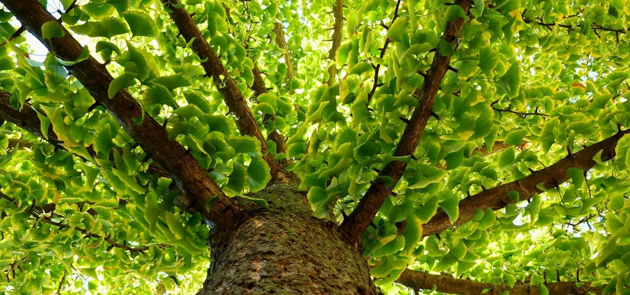 The Ancient Ginkgo: A Living Fossil That Survived It All