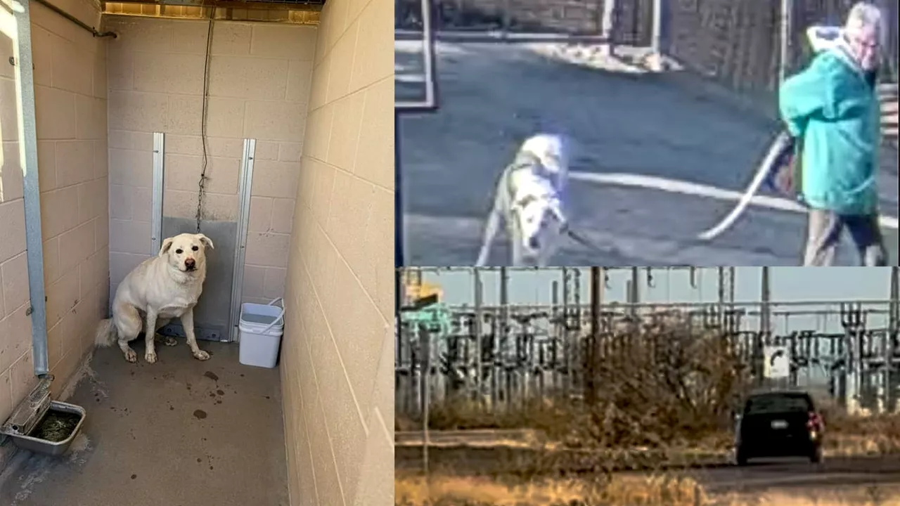 Woman Abandons Dog Outside Arizona Animal Shelter