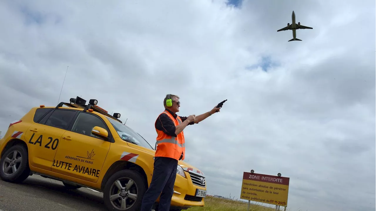 Crash d'un avion en Corée du Sud : comment les aéroports français se prémunissent contre les risques liés aux