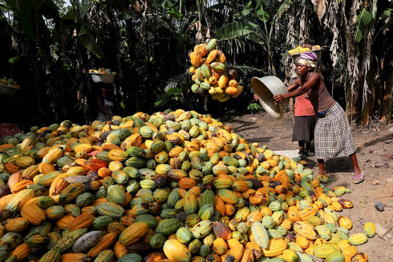 Cocoa and Coffee Soar as Commodities Face Uncertain 2025