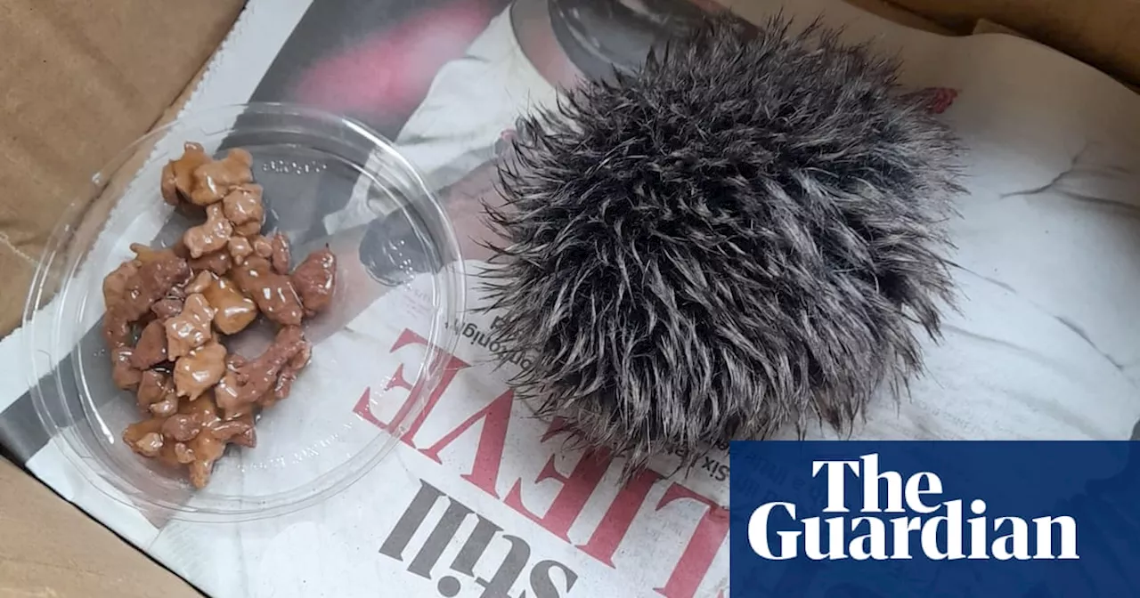 Hat Bobble Mistaken for Hedgehog Sparks Viral Sensation and Charity Donations