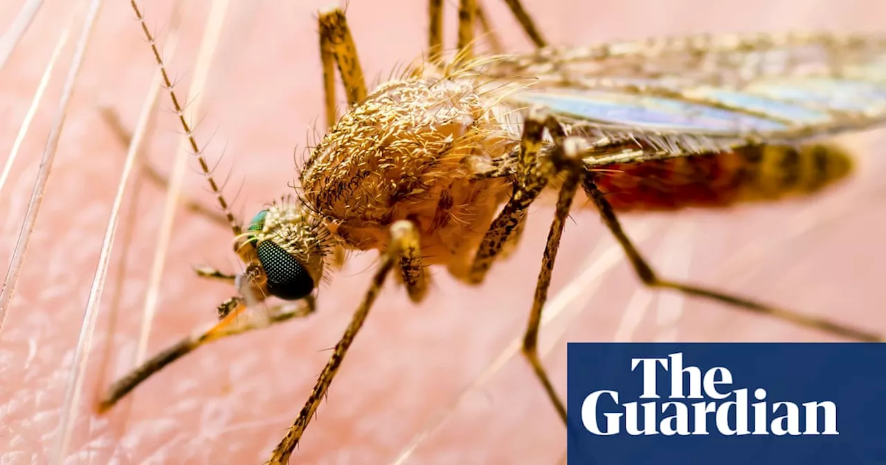 Japanese Encephalitis Detected in Victoria, Health Alert Issued