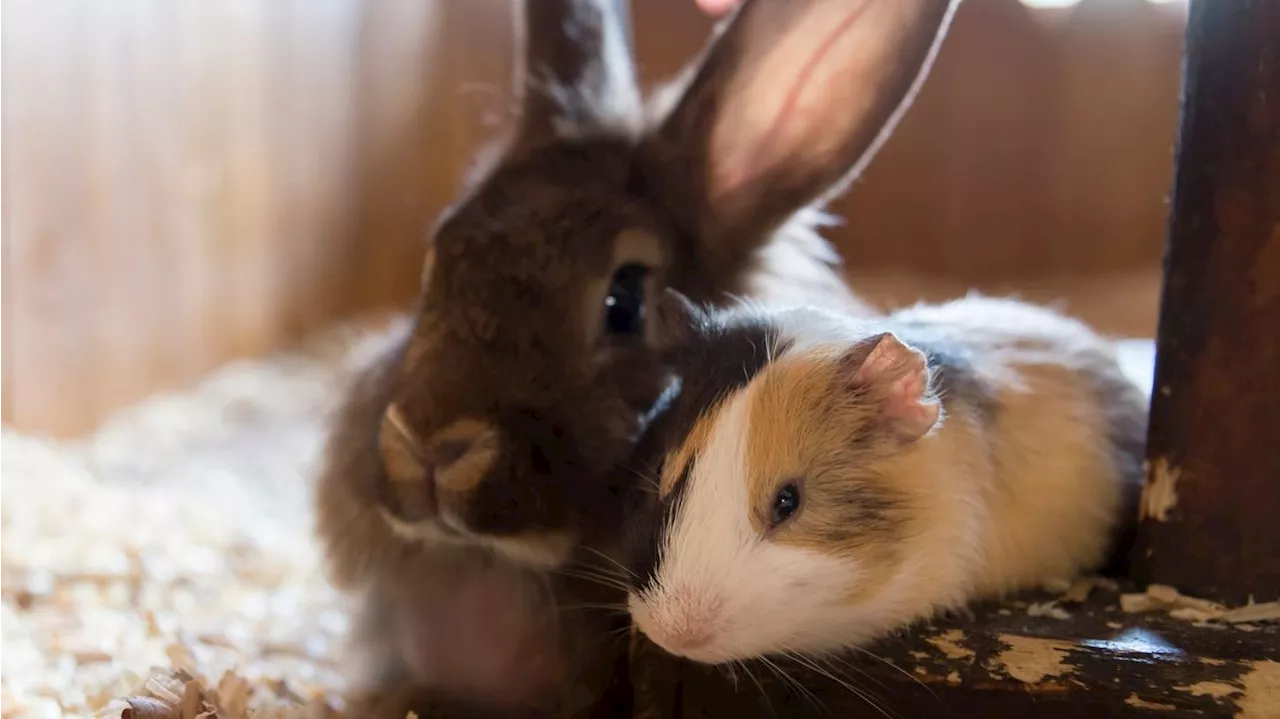 Kaninchen und Meerschweinchen: Ein Traumpaar?