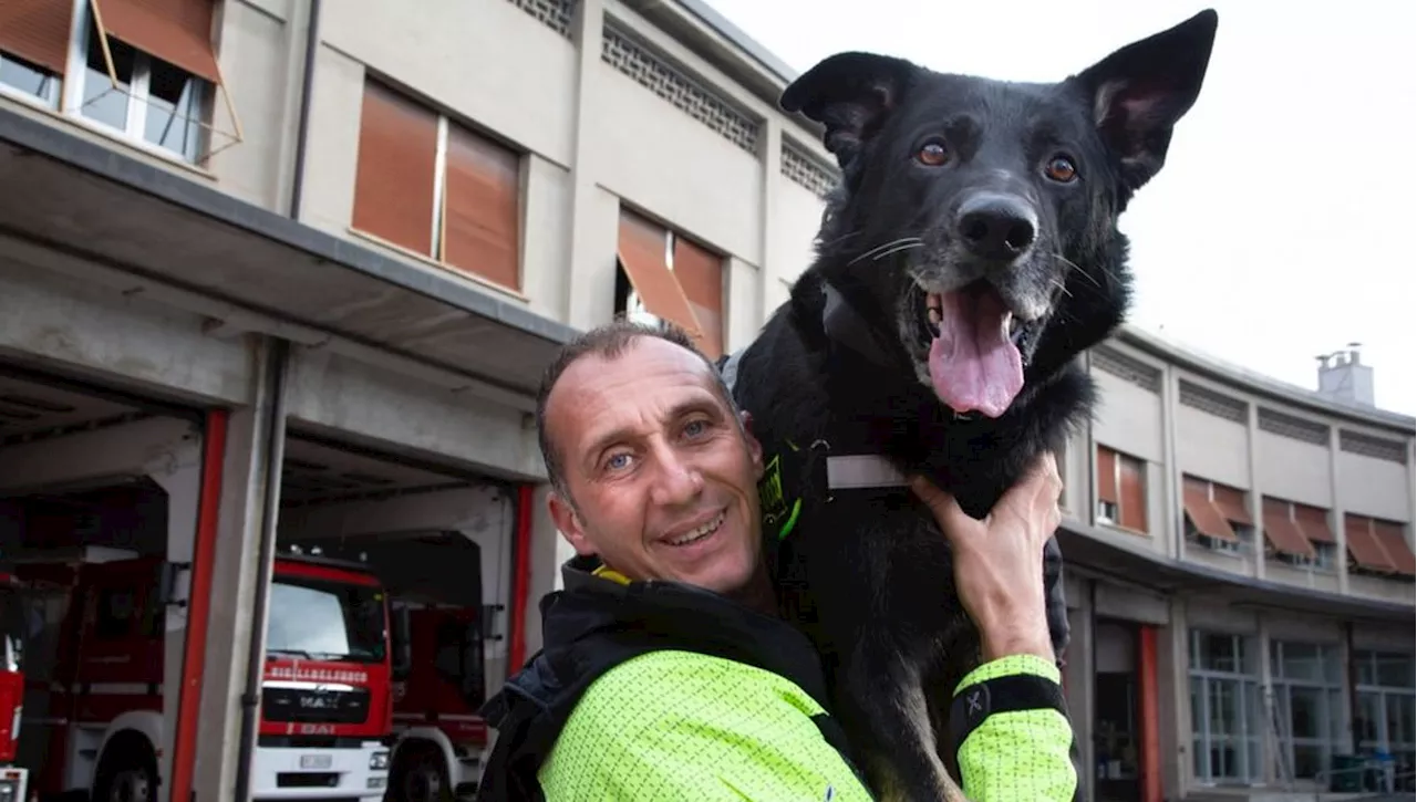 Hakkin, il Pastore Tedesco eroe dei Vigili del Fuoco, si ritira