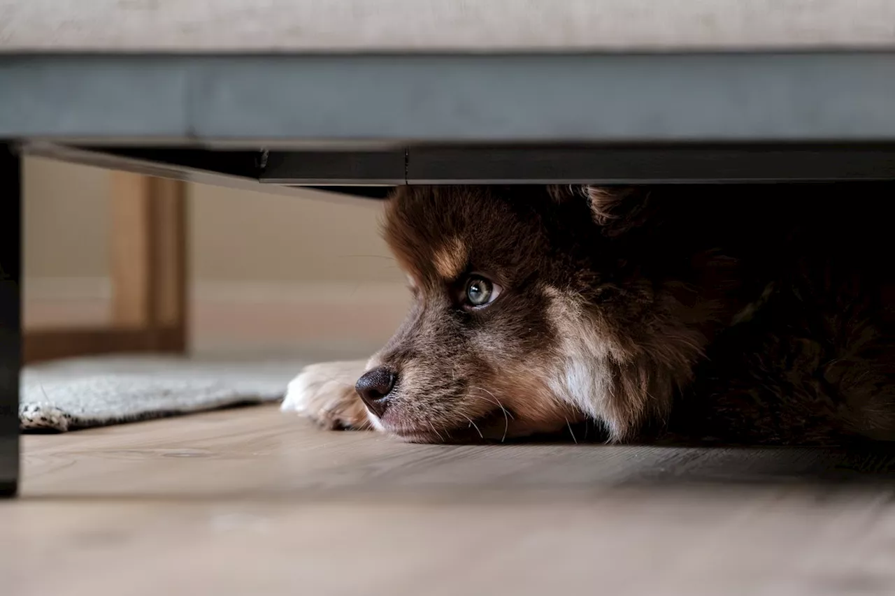 Pets e o Estresse das Festas de Fim de Ano