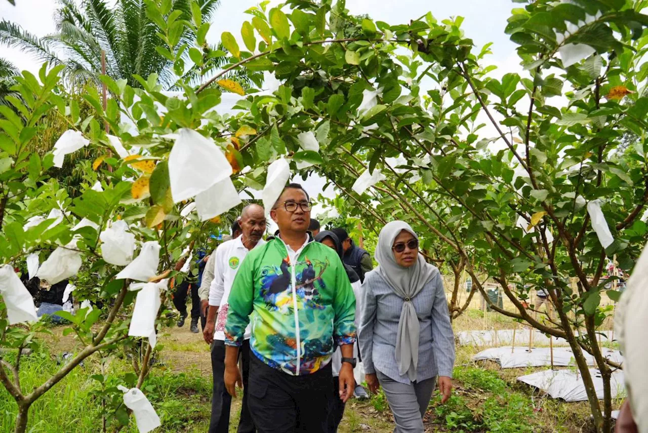 Long Kali, Potensi Sentra Buah Segar Kaltim