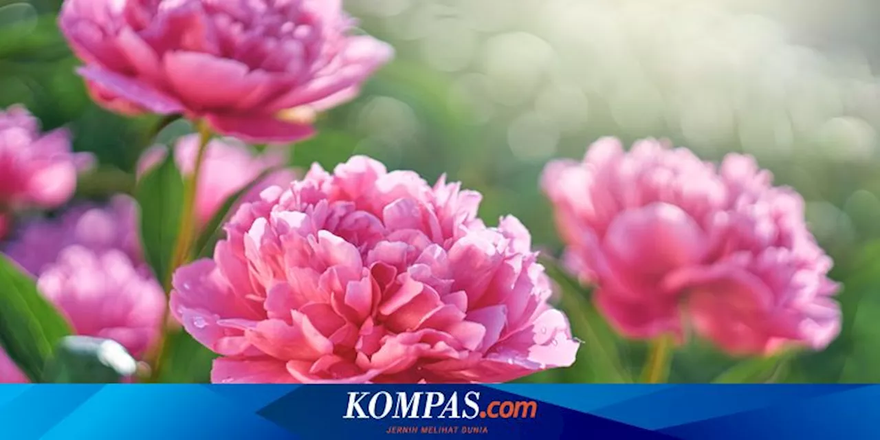 Bunga Peony Akan Menjadi Tren Terpopuler Pada Tahun 2025