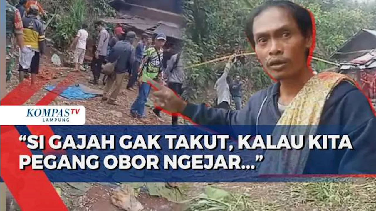 Nenek 63 Tahun Tewas Dibakar Gajah Liar di Lampung