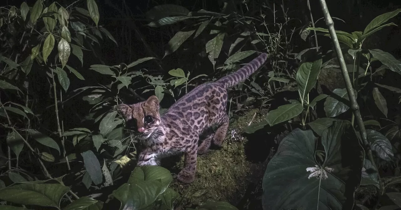 New Species Discovery: Clouded Tiger-Cat Found in the Andes