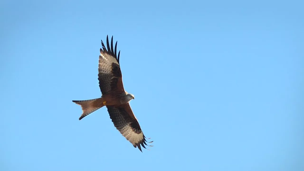 Comptage des Milans Royaux dans les Hautes-Pyrénées