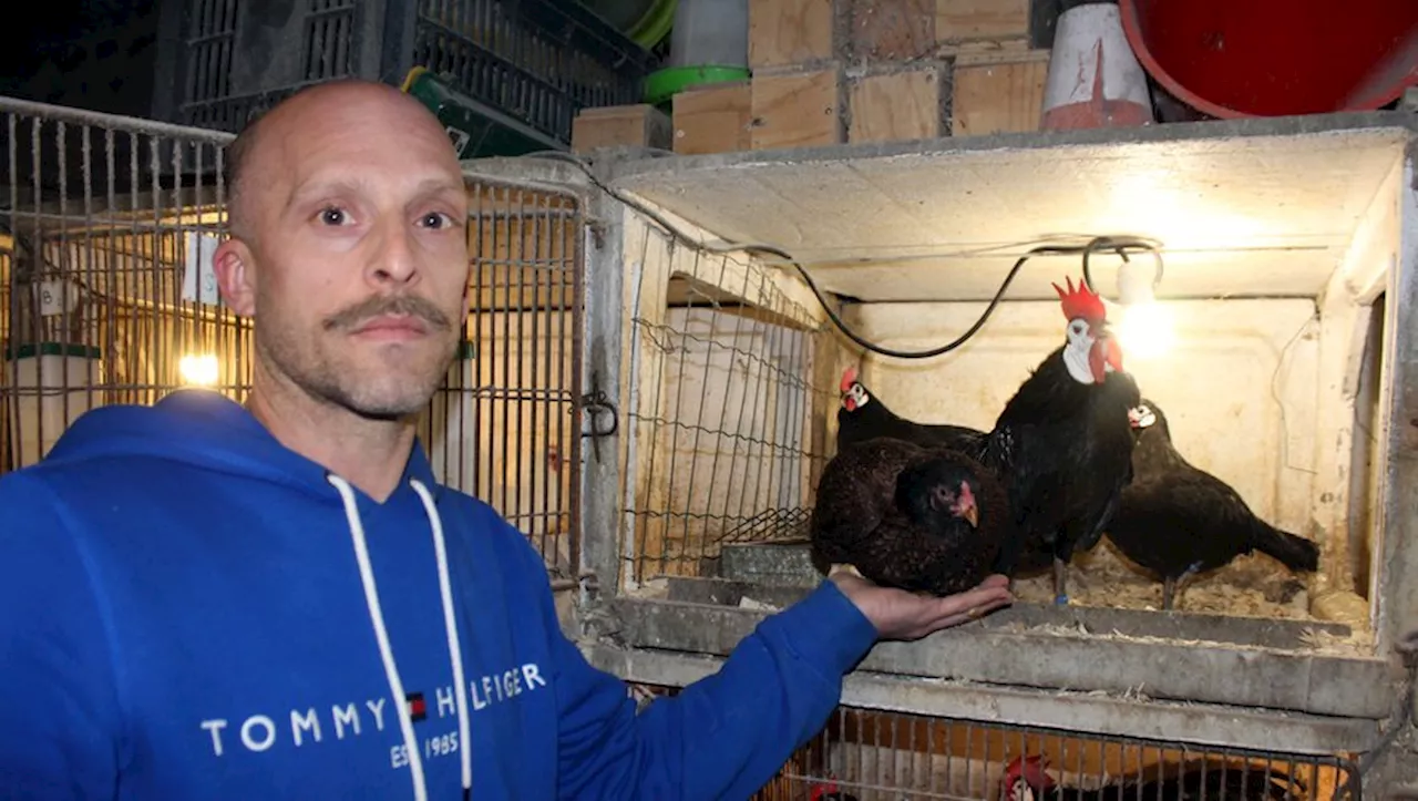 Un Éleveur de Poules Naines Passionné par la Sélection