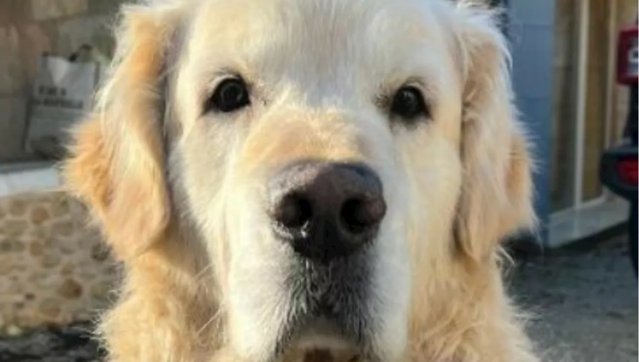 Un cane salva la vita di una donna svenuta in Francia