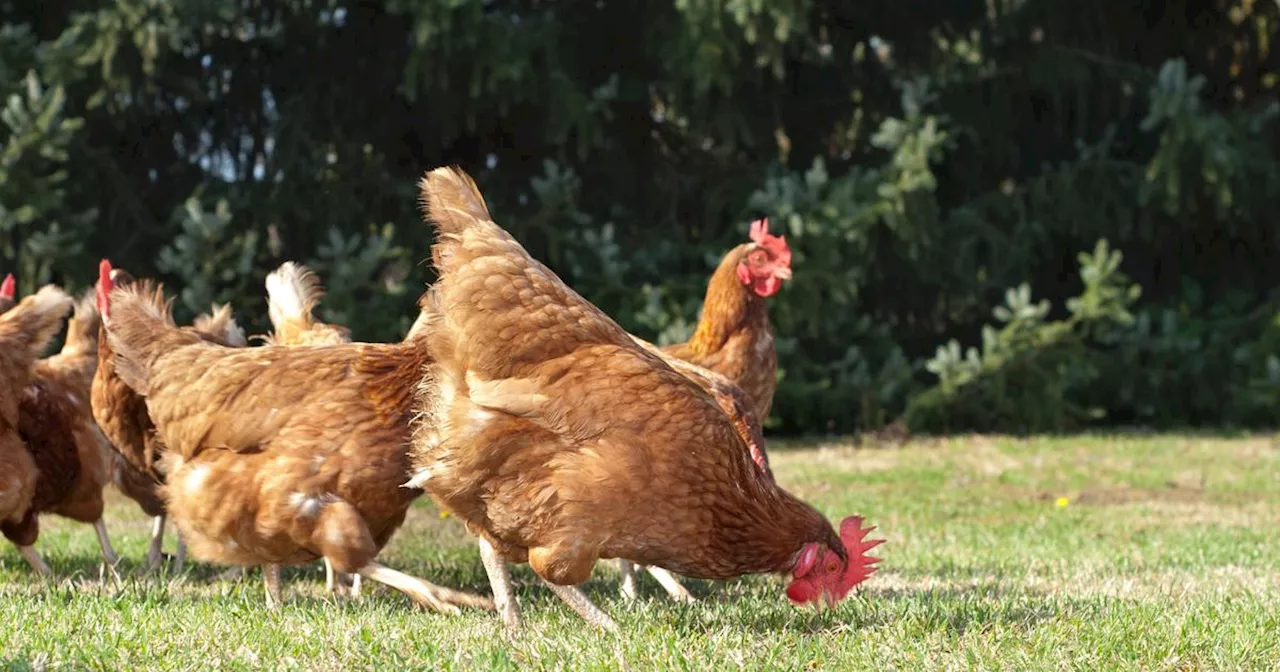 Pourquoi planter des arbres près du poulailler est-il bon pour vos poules ?