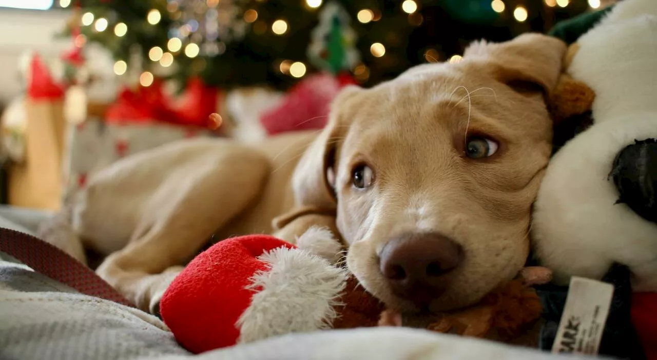 Capodanno e i cani: consigli per una notte meno traumatica