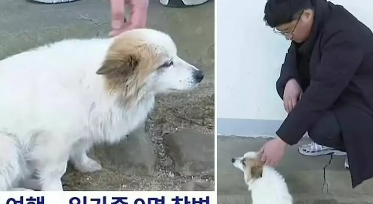 Tragedia in Corea: 179 vittime nel disastro aereo, un cagnolino in attesa