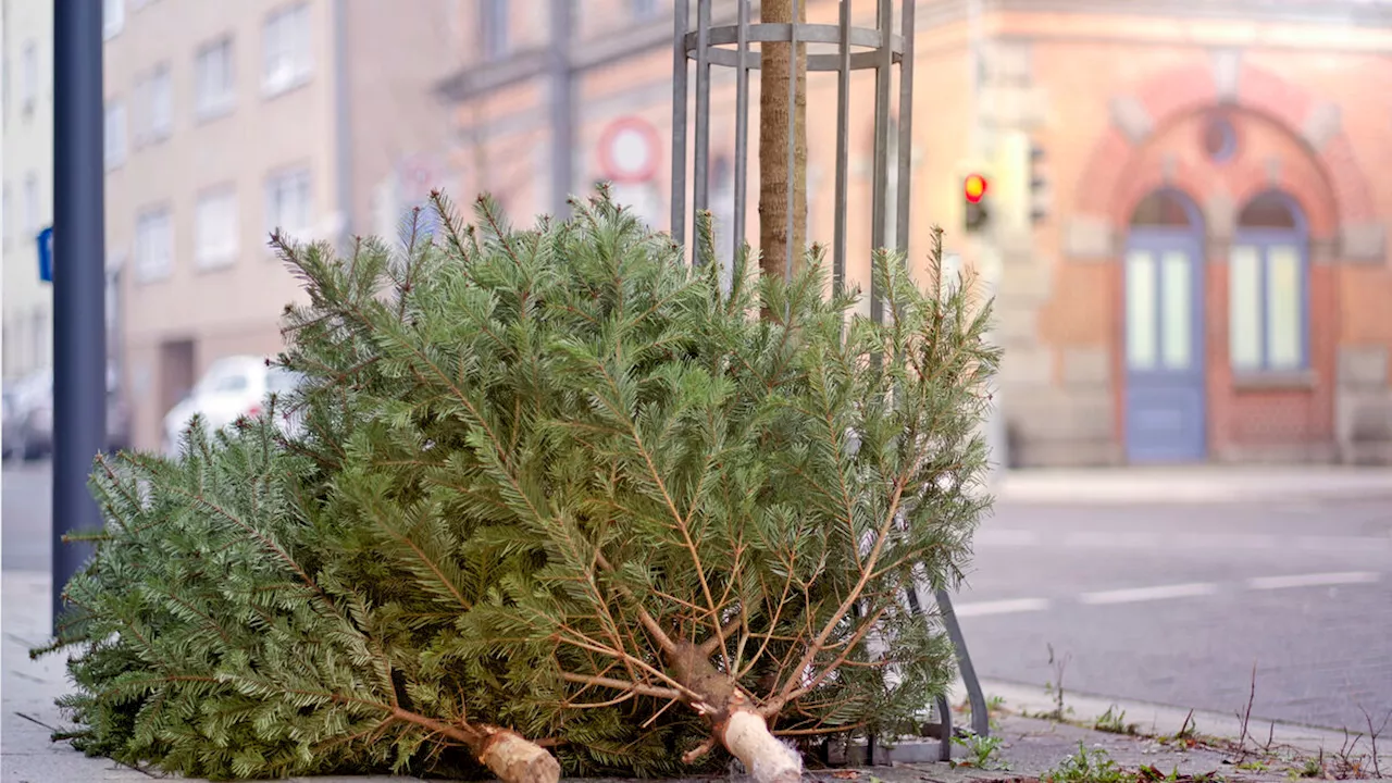 5 Idées pour Réutiliser Votre Sapin après Noël