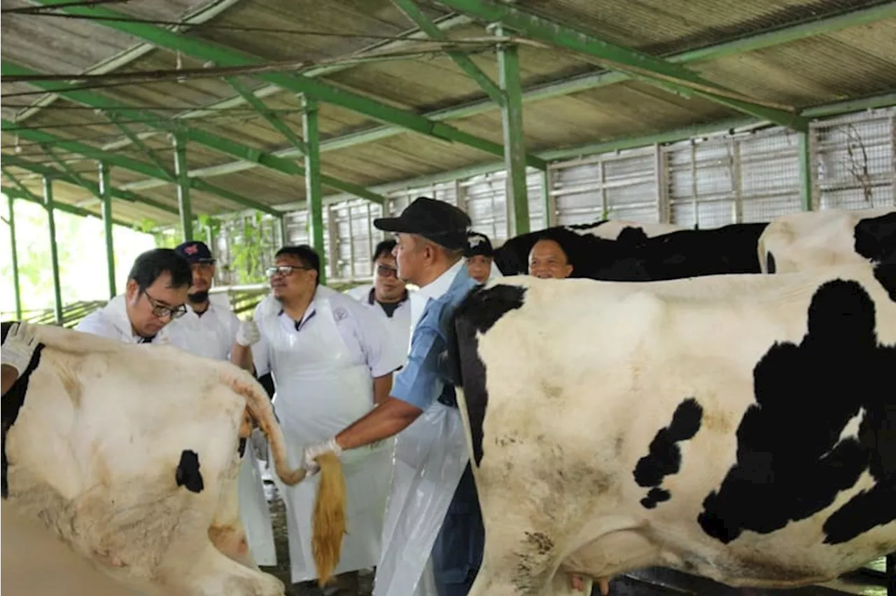 Kementan Gerak Cepat Tangani Kasus PMK, Vaksinasi Massal Serentak di Beberapa Provinsi