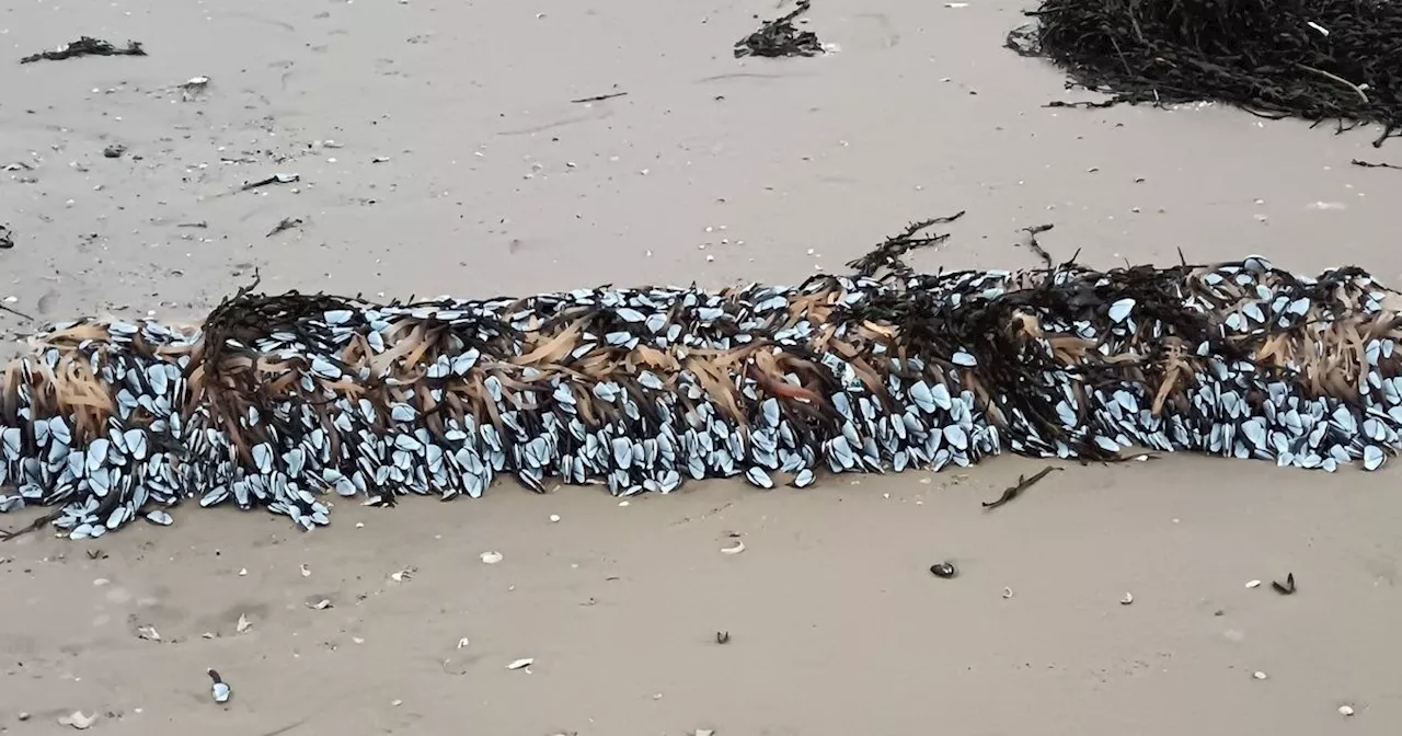 Blackpool Beachgoers Find Haul of Delectable Goose Barnacles