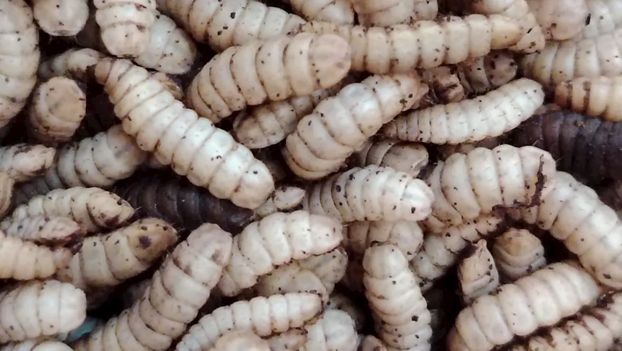 Horde d'Asticots Envahit l'Appartement d'une Sexagénaire