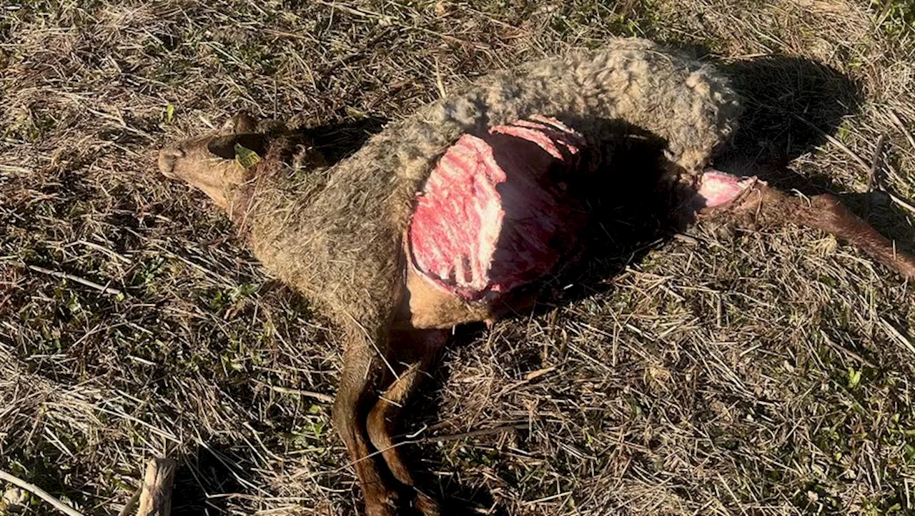 Présence du loup non écartée après la découverte de carcasses de brebis dans l'Hérault