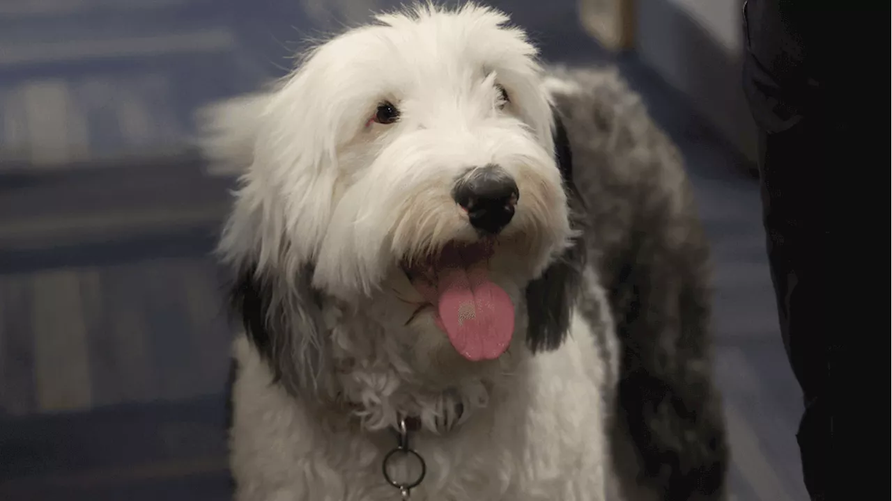 Stolen Alabama Sheepdog Reunited with Owner After 384 Days