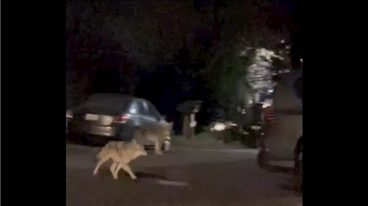 Coyotes Spotted in North Seattle: Tips for Residents