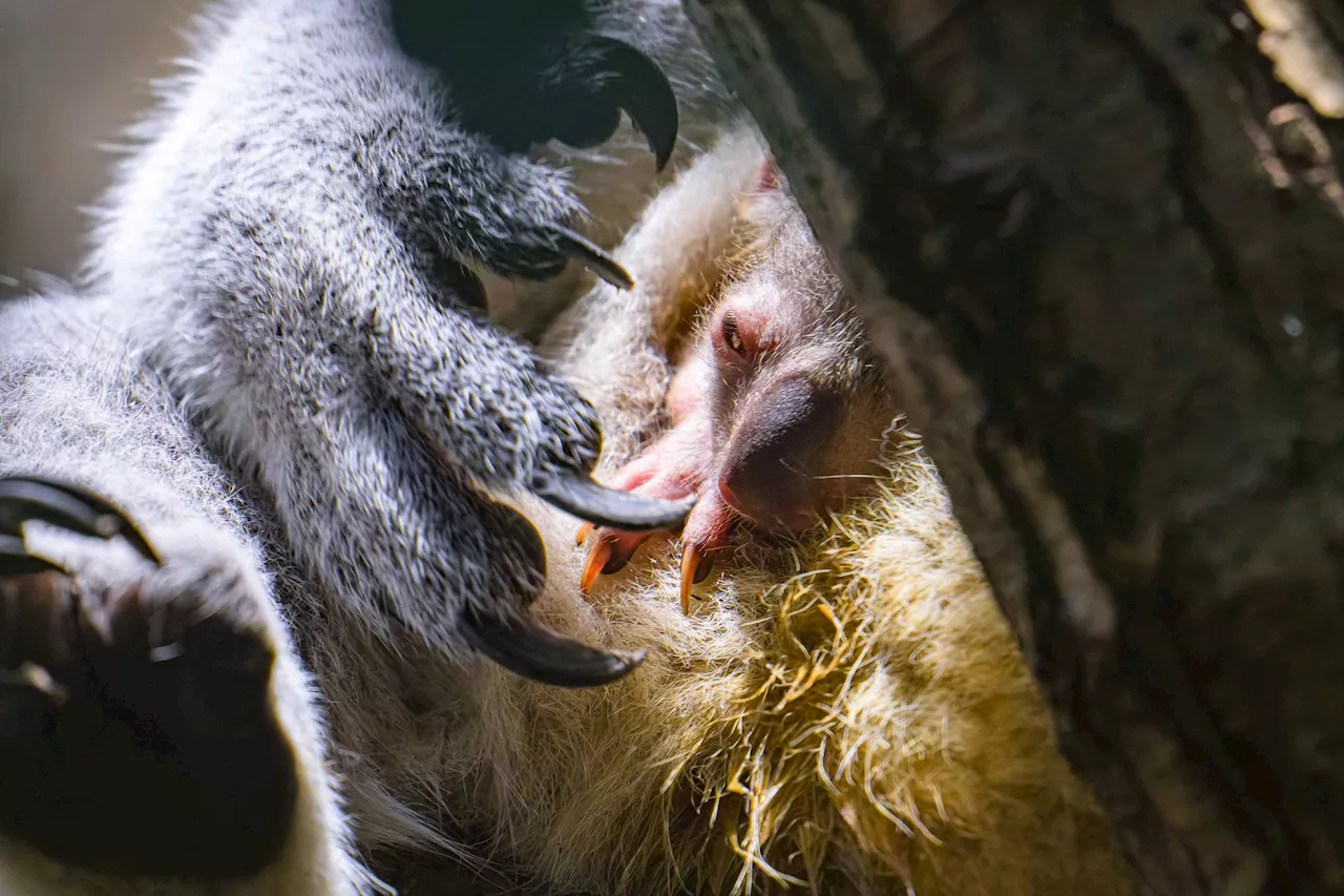 Koala-Nachwuchs im Duisburger Zoo