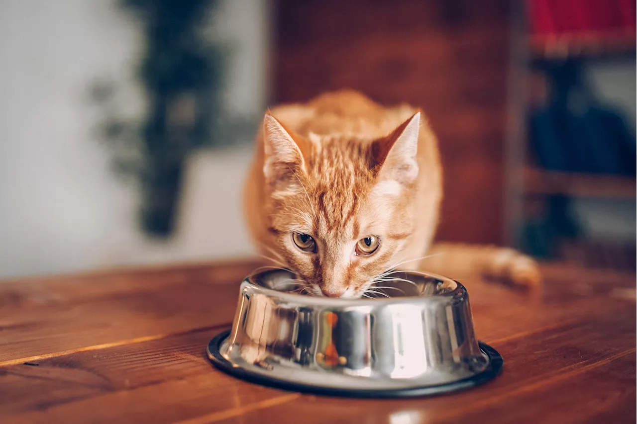 Bird Flu Found in Raw Pet Food, Leading to First Cat Death