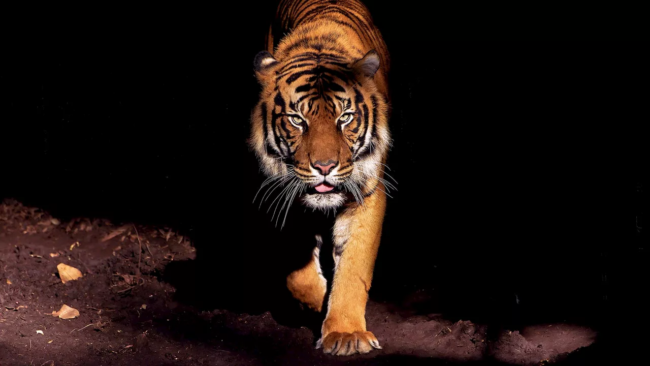 Is It Anxiety or a Tiger?