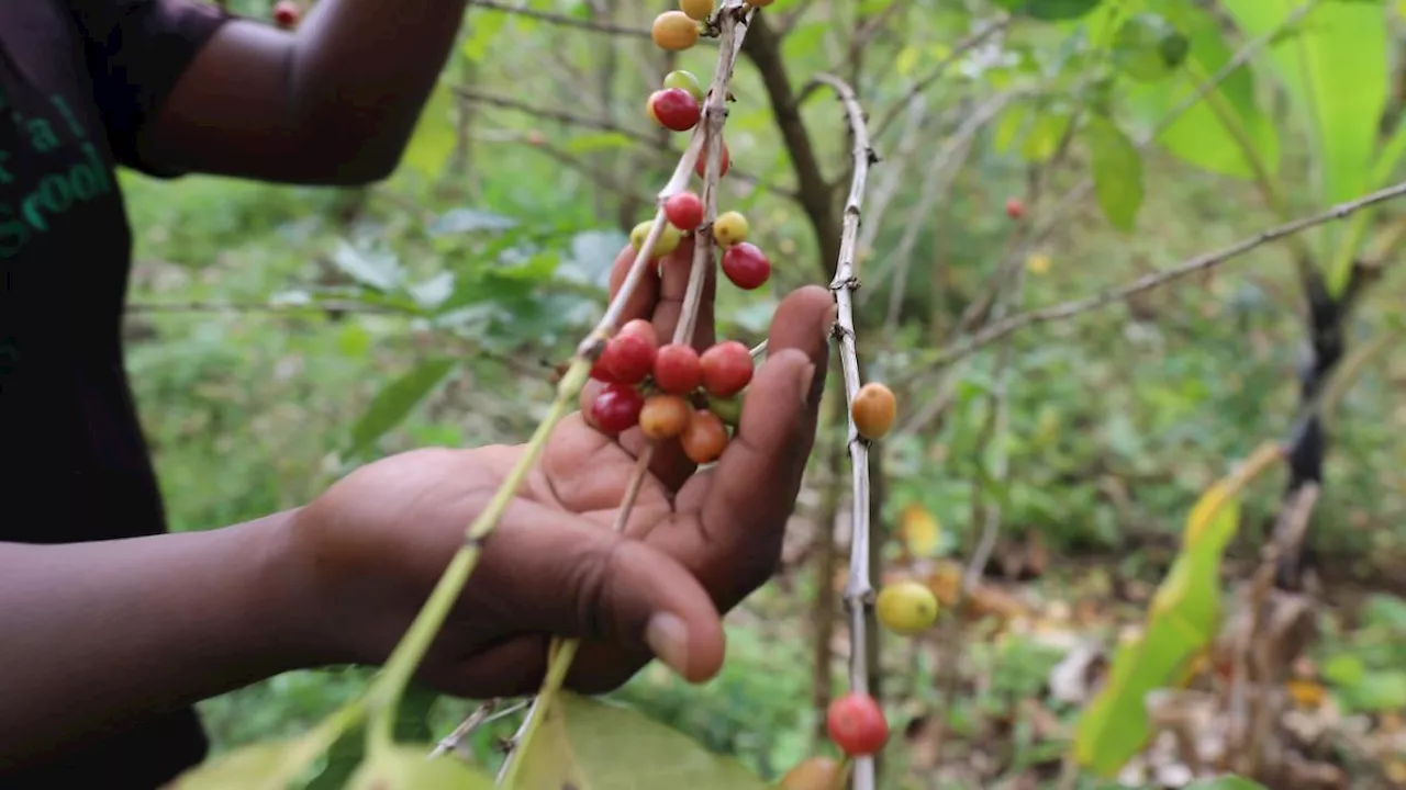 Uganda: Der Kaffee-Boom - China ist schneller