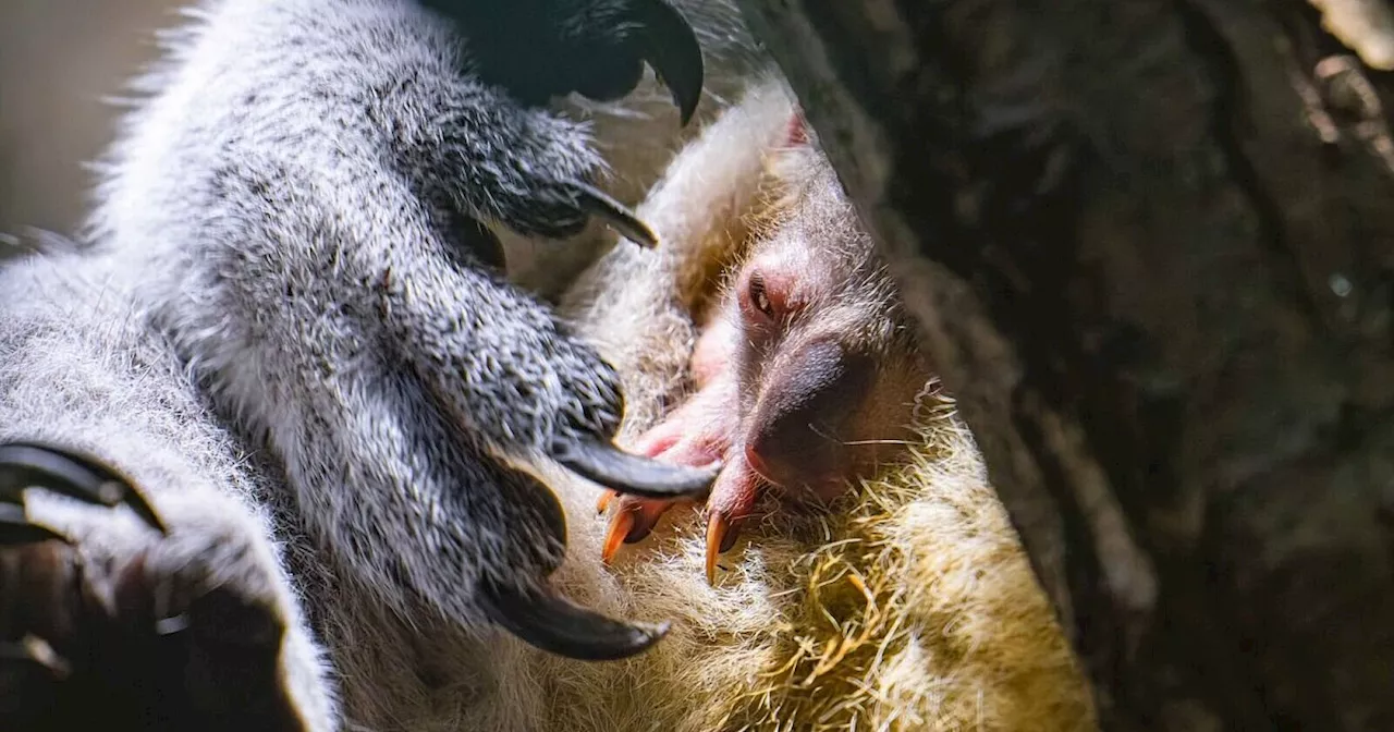 Nach Koala-Drama wieder Nachwuchs im Duisburger Zoo