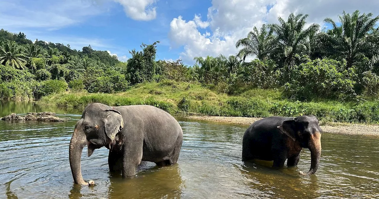 Thailand plant Verhütungsspritzen für Elefanten