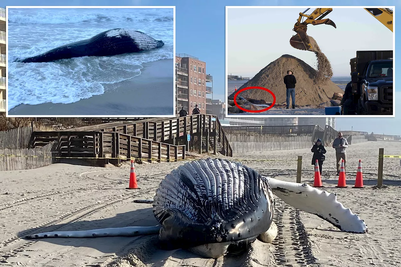 Humpback Whale Found Dead on Long Beach