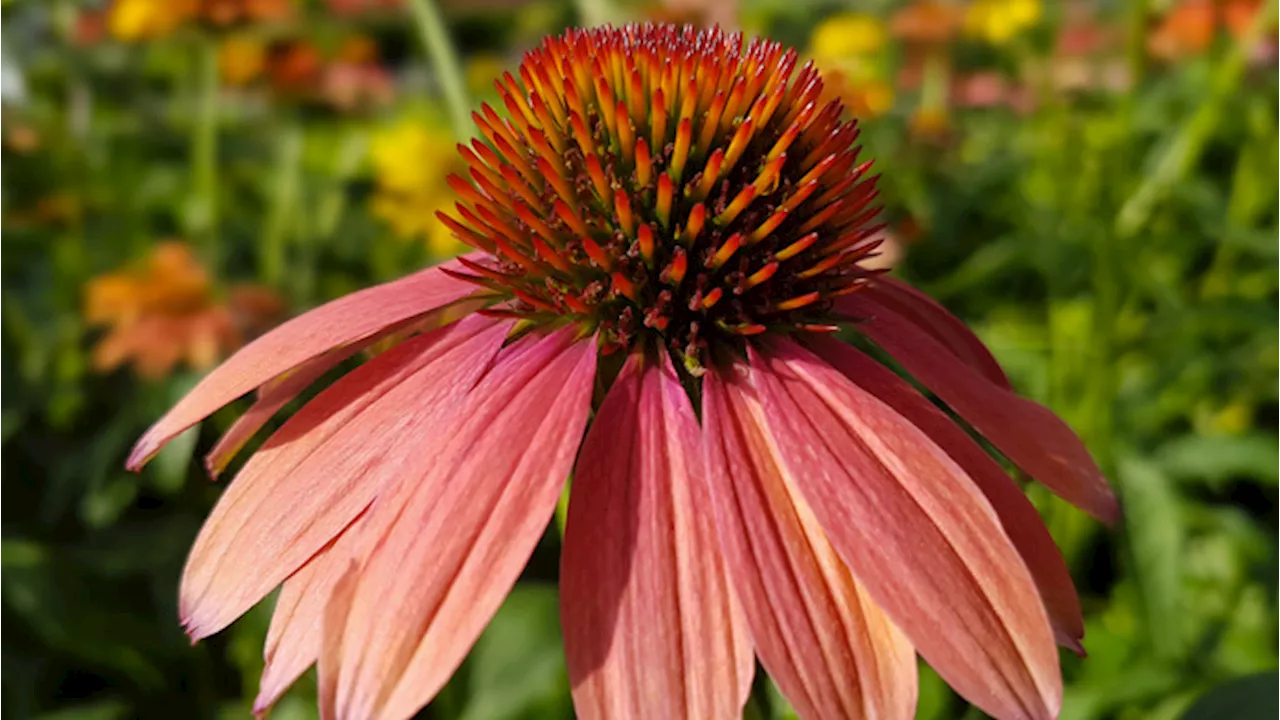 Echinacea: Potenziamento del Sistema Immunitario