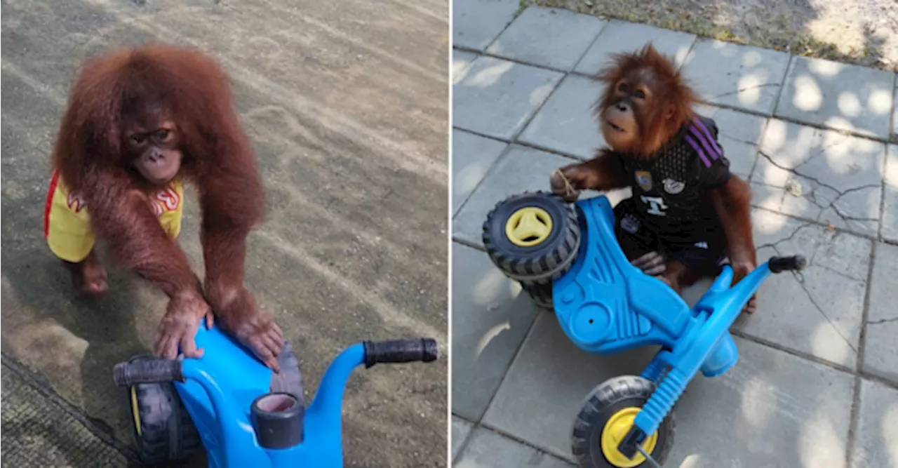 Baby Orangutan Goes Viral For Her Tricycle Skills